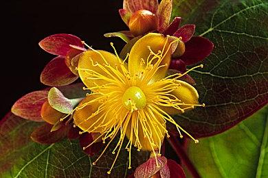 B社官方玩具风俯视角清屏《毁灭战士》手游公布